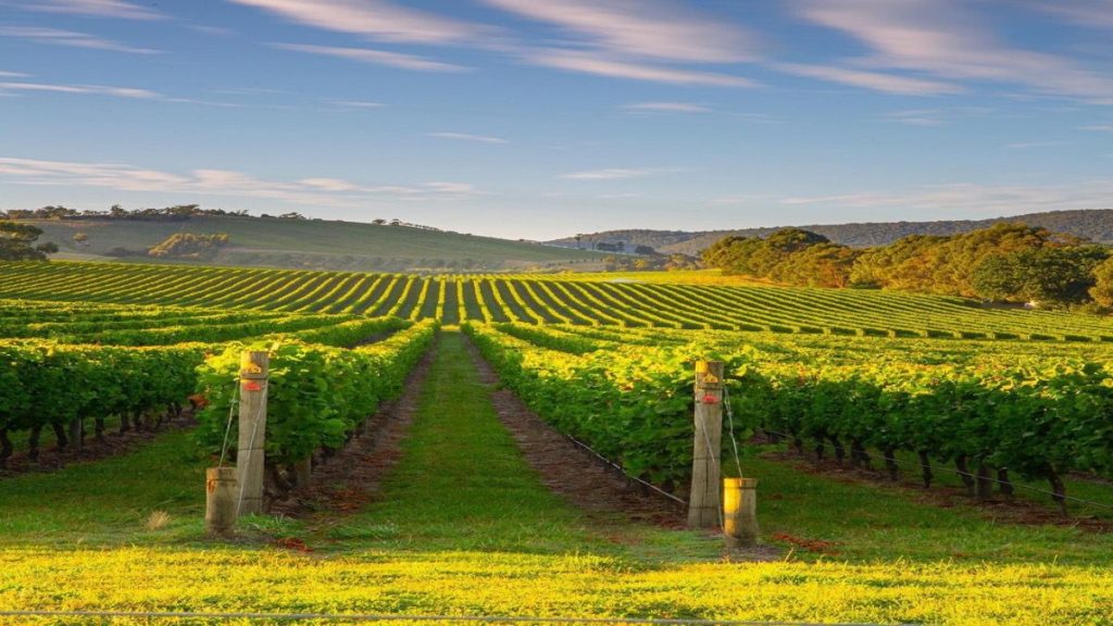 tourism-guide-australia-yarra-valley-ineries